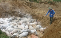 Dịch tả lợn châu Phi lan tới Thanh Hóa, tiêu hủy 226 con lợn bệnh