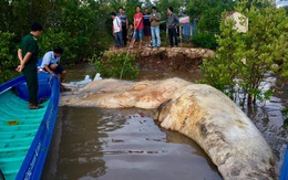Cá voi chết trôi dạt trên vùng biển Cà Mau