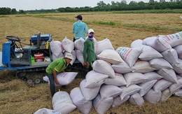 Giảm lãi suất cho vay tiêu thụ lúa xuống mức thấp nhất