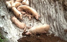 Phát hiện lợn rừng mắc dịch tả lợn châu Phi