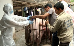 Chủ động hỗ trợ giá lợn tiêu hủy để chống dịch tả lợn châu Phi