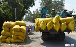 Nông dân khốn khổ vì doanh nghiệp 'bẻ kèo' thu mua lúa