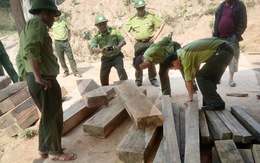 Kiểm tra vụ phá rừng ở Vườn quốc gia Phong Nha - Kẻ Bàng