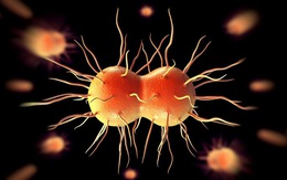 Cảnh giác với 7 loại vi khuẩn kháng thuốc đáng sợ nhất hiện nay