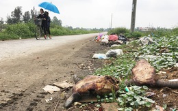 Đóng cửa lò giết mổ gia súc lớn nhất TP Vinh do ô nhiễm