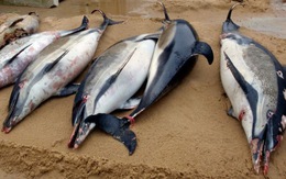 Khủng hoảng sinh thái tại Pháp, 1.100 con cá heo chết chỉ trong 3 tháng