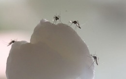 Đã biết 'chìa khóa' giúp muỗi biết cách săn lùng con người
