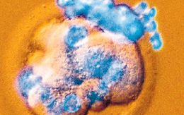 Nhật Bản cho phép việc cấy ghép tế bào gốc của người vào động vật