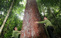 Tây Giang gìn giữ rừng xanh - Kỳ 4: 'Biệt đội' rừng lim