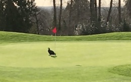 Video chim đại bàng 'tiếp sức' giúp tay golf Canada lập kỷ lục