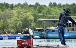 Hàng chục tấn cá bè Long Sơn chết
