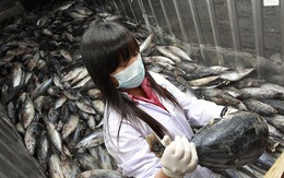 Hàn Quốc kháng cáo thành công Nhật Bản tại WTO vụ kiện thủy hải sản