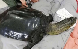 Loài rùa nước ngọt hiếm nhất thế giới vừa chết con cái cuối cùng