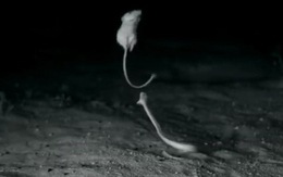 Loài chuột 'tí hon' có thể nhảy cao gần 3m