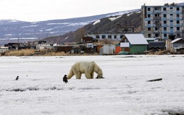 Gấu Bắc cực đi lạc… 700km