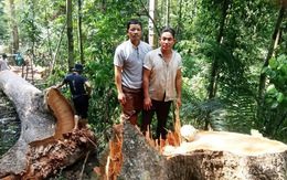 Xác định hai người 'xẻ thịt' rừng phòng hộ ở Quảng Nam