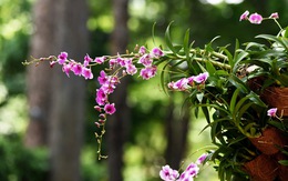 Check-in công viên Tao Đàn ngắm hoa lan trong 'Sắc màu nhiệt đới'