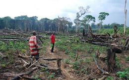 4 nước sở hữu 'lá phổi xanh' của Trái đất đánh mất rừng nhiều nhất thế giới