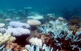 Rạn san hô lớn nhất thế giới 'ngừng sinh sản' vì biến đổi khí hậu