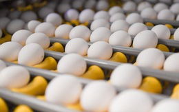 Úc phát cảnh báo trứng nhiễm khuẩn salmonella
