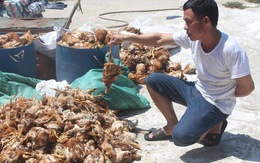 Người dân ném đá trại gà, 1.200 con gà bị chết