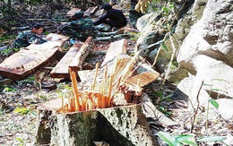 Khởi tố thêm 6 người trong vụ phá rừng ở Vườn quốc gia Phong Nha - Kẻ Bàng