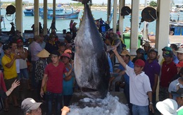 Thành lập Ban Chỉ đạo quốc gia về chống khai thác hải sản bất hợp pháp