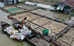 Ngư dân làng bè La Ngà thất thần bán tháo cả ngàn tấn cá lăng, leo... 2.000 đồng/kg