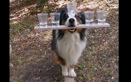 Chú chó dùng mõm giữ 5 ly nước làm xiếc trên ván gây bão mạng