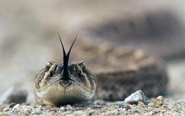 WHO: 200 người thiệt mạng mỗi ngày do bị rắn độc cắn trên thế giới