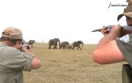 Cho săn lại, 130.000 voi ở Botswana vào tầm súng bắn giết