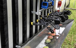 Úc thử nghiệm robot hái xoài đầu tiên trên thế giới