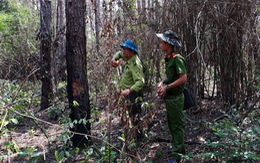 Bắt 3 nghi phạm 'hạ sát' 3.500 cây thông 20 năm tuổi