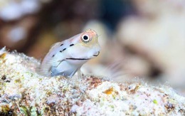 Loài cá nhỏ nhất thế giới ‘cứu’ những dải san hô