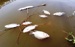 Cá chết trắng sông Bàn Thạch, do sông nhiễm mặn hay ô nhiễm?