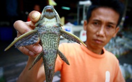 Cá lau kính tràn ngập, Thái Lan mời đầu bếp chỉ dân cách ăn