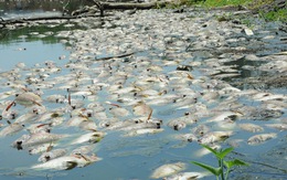 Cá chết trắng hồ ở Khu kinh tế Dung Quất