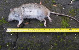 Chuột to khủng chạy đầy đường trong thị trấn ở New Zealand