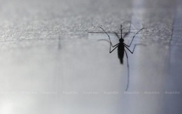 Đẩy lùi căn bệnh sốt rét với nấm biến đổi gene diệt muỗi