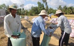 Lúa hè thu chờ giải cứu, nông dân đứng ngồi không yên