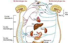 Rối loạn thần kinh thực vật