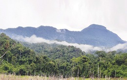 Phát hiện hơn 1.000ha rừng sâm ba kích tím tự nhiên