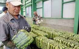 Thành phố nhỏ ở Nhật trồng dưa hấu vuông, bán giá 'khổng lồ'