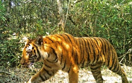 Bangladesh lo tìm 'chồng' cho hổ Bengal