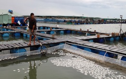 Hai ba năm qua sống khỏe, cá bè Long Sơn lại bất ngờ chết hàng loạt