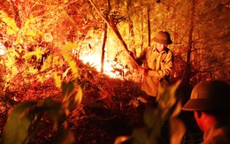 Truy tặng Huân chương Dũng cảm cho người phụ nữ chết cháy khi cứu rừng