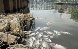 30 tỉ đồng nạo vét kênh Nhiêu Lộc - Thị Nghè ngăn cá chết