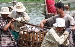 Người nuôi cá tra cũng hóng tỉ giá và thương chiến Mỹ - Trung