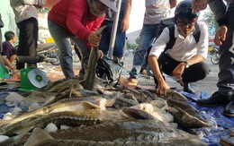 Tranh nhau mua cá tầm 'giải cứu trại cá Lâm Đồng' trên vỉa hè TP.HCM