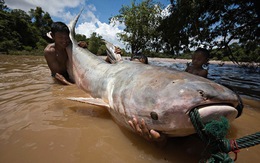 Con người sẽ không còn cơ hội thấy cá khổng lồ trên sông Mekong